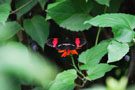 Red Black Butterfly
